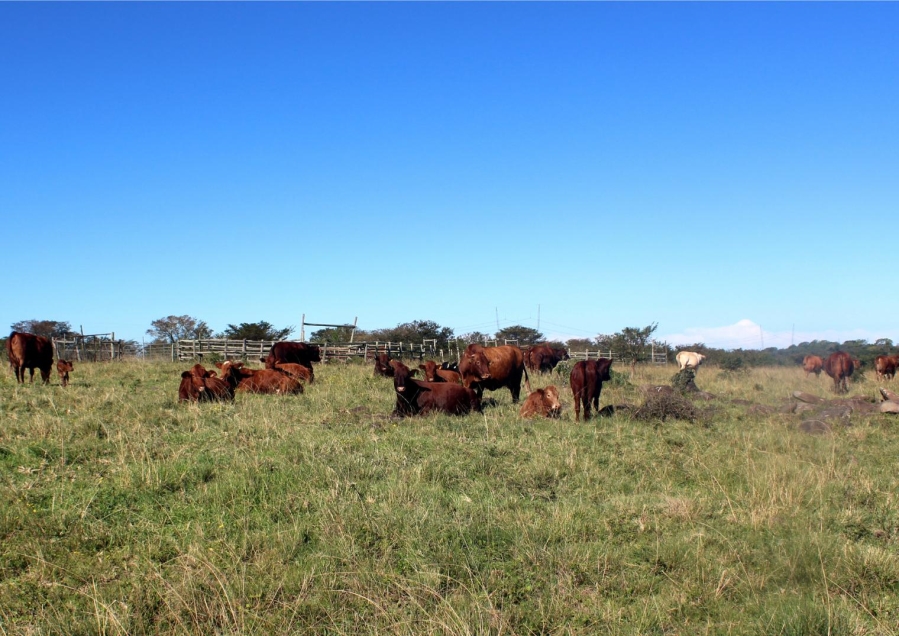 5 Bedroom Property for Sale in Mooiplaas Eastern Cape
